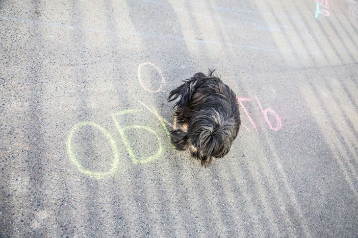 Haben Hunde Ängste: Davor haben Haustiere Angst Hund
