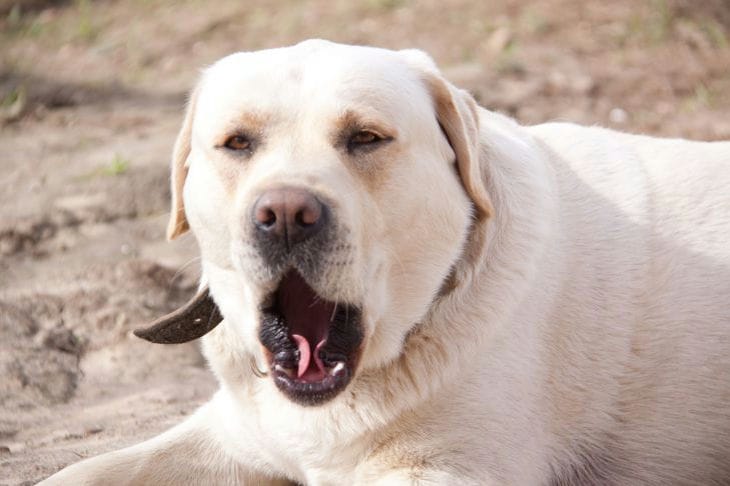 Warum das Fell eines Hundes rot werden kann: Gibt es Anlass zur Sorge? Hund