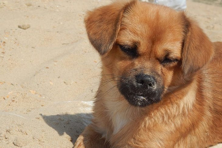 Por qué un perro se niega a pasear: necesitas saberlo Perro