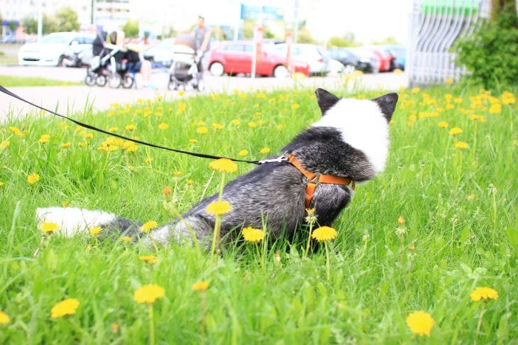 Cómo enseñar a un perro a pasear con correa sin tirar: 3 métodos sencillos Perro