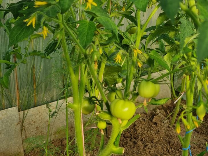 What leaves to remove from tomato bushes to get a good harvest: a note for summer residents tomatoes