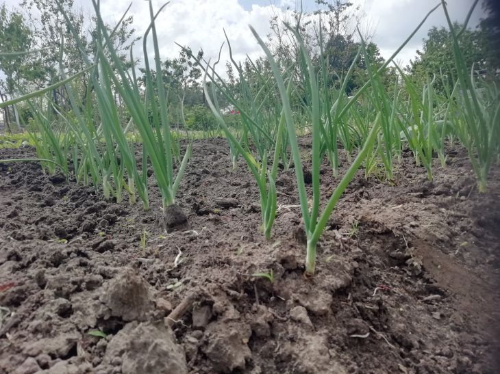 The grass between the beds will disappear once and for all: sprinkle the paths with this Onion