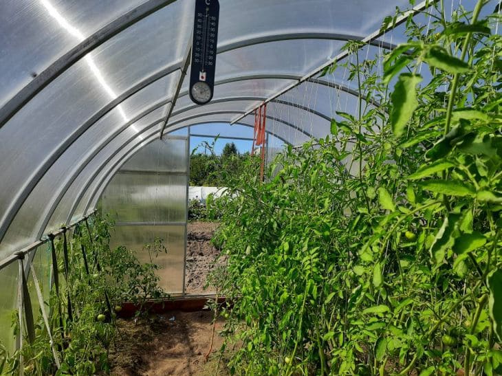 Une façon d'arroser les tomates « selon la science » : une augmentation du rendement de 50 pour cent Tomates, serre