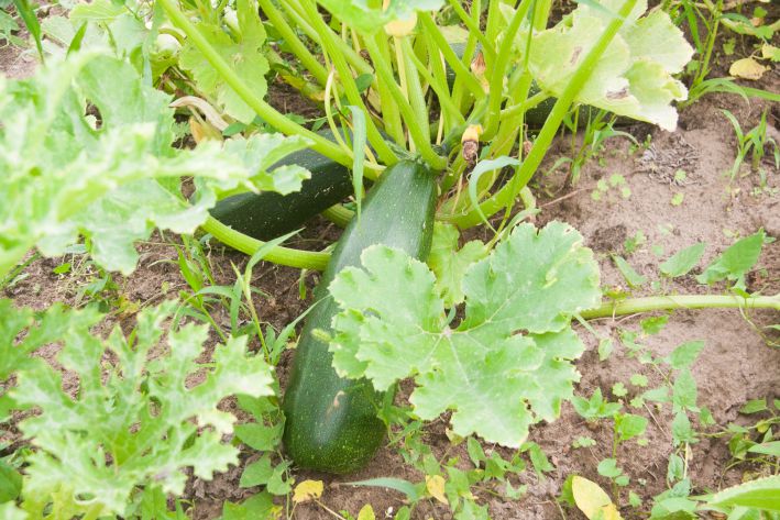 Crêpes de courgettes au fromage cottage : une recette pour une bonne nutrition Courgettes