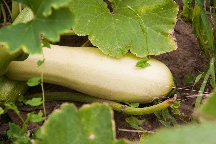 Was man mit Zucchini kochen kann: Mit diesem Rezept können Sie Pizza vergessen Zucchini