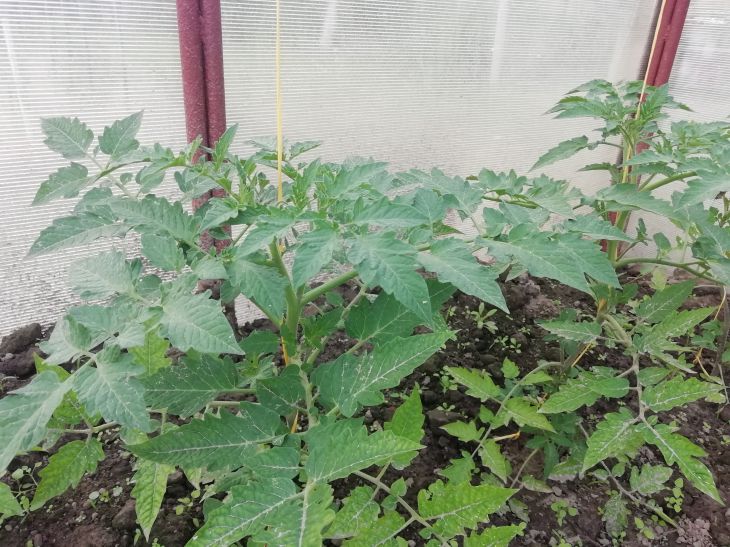 Save tomatoes and potatoes from late blight: here's what you need to add to water for irrigation Tomatoes