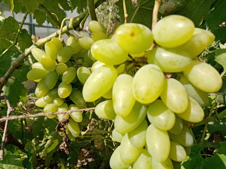 Was tun mit Trauben im Juli, damit sie groß und süß werden? Traube