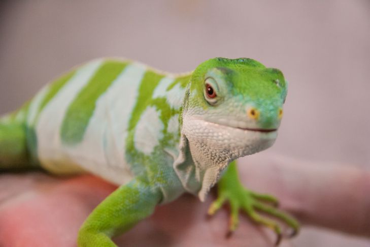¿Qué tipo de animal puedes tener en un apartamento? 9 mejores consejos además de perros y gatos Lagarto