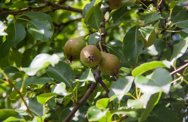 What experienced gardeners plant next to a pear tree: not everyone knows about it pear