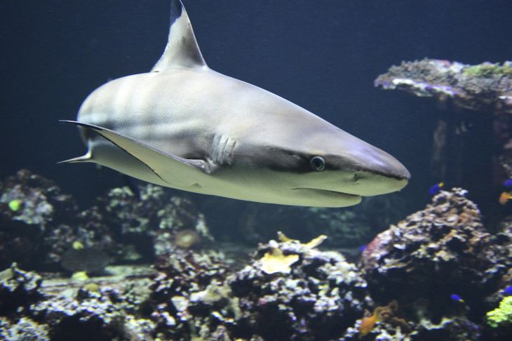How Sharks Attack Their Victims: Myths and Expert Comments Shark