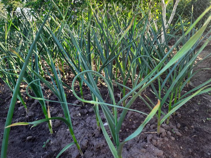 Por qué no deberías tirar las flechas de ajo: en otoño e invierno te arrepentirás de tu decisión Ajo