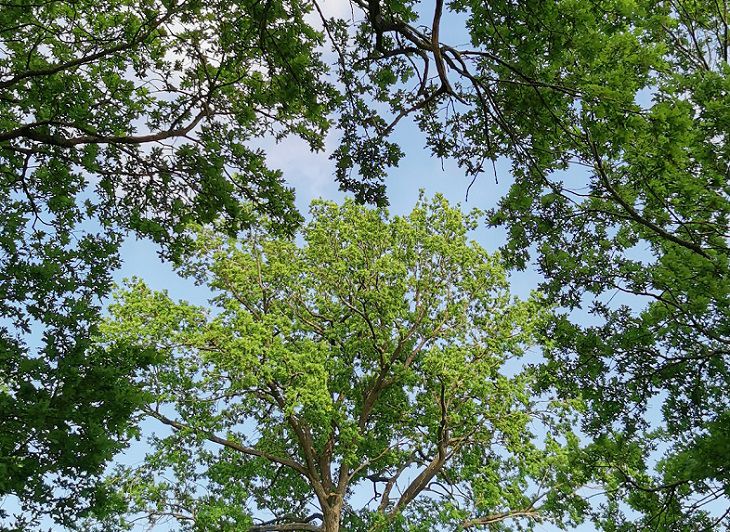 Qué árboles plantar cerca de tu casa para atraer la buena suerte y evitar desastres Árboles