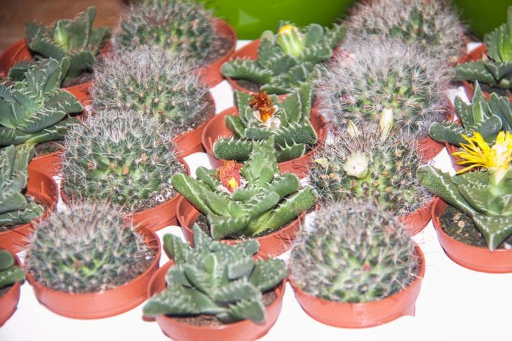 How to clean the air in an apartment with the help of plants: few people know Cacti