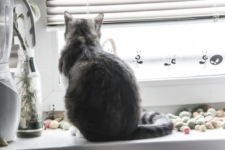 Ce qu'il ne faut pas faire avec un chat : les choses qu'il vaut mieux ne pas lui interdire Chat