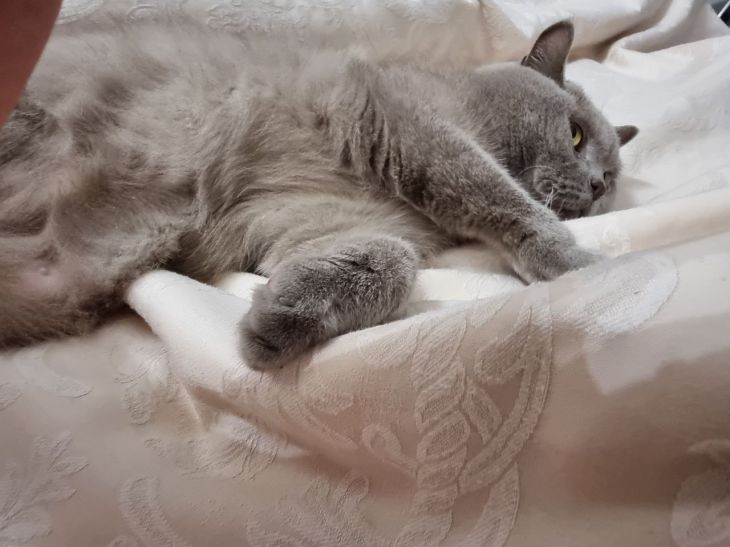Why Do Cats Rub Against People: 4 Explanations Cat