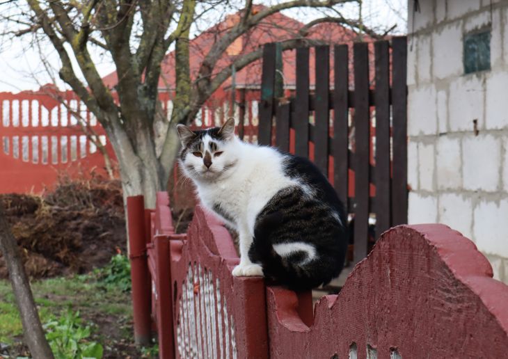 Que faire si le chat de votre voisin ne donne pas la vie : 3 méthodes humaines Chat