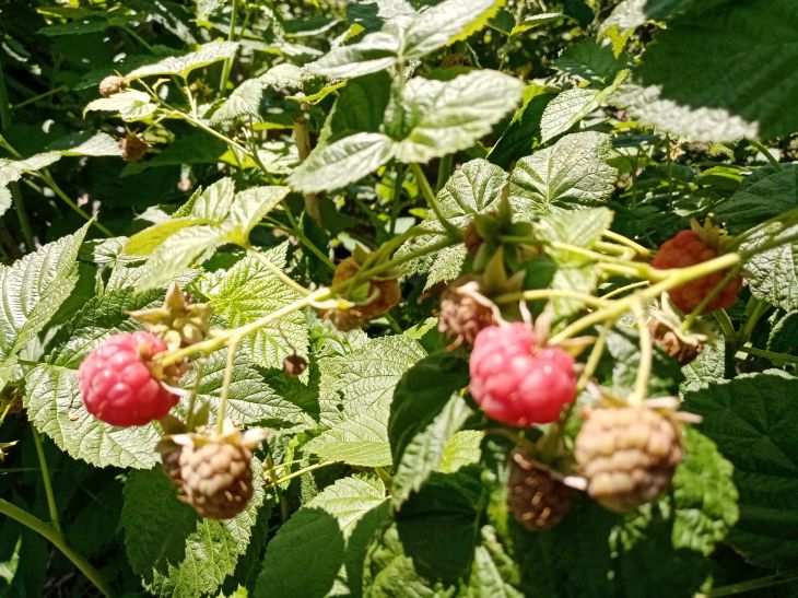Cómo limitar el crecimiento de las frambuesas: elegir los vecinos adecuados Frambuesa