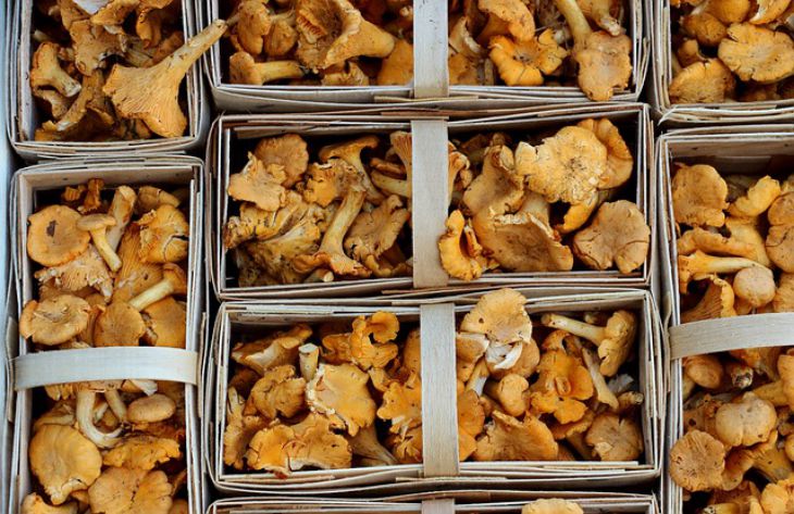 Pourquoi les girolles frites sont amères : des cueilleurs de champignons expérimentés citent les principales erreurs des femmes au foyer girolles