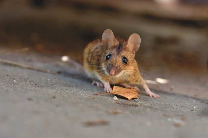 How to Get Rid of Mice in Your House in One Day: A Proven Method mouse