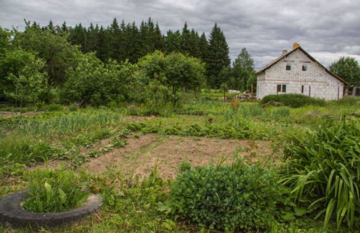 How to rid a plot of cruciferous flea beetles: not all gardeners know about this garden