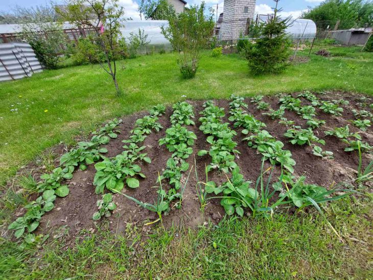 Calendrier lunaire du jardinier du 5 juin au 11 juin : interdictions et conseils pour les jardiniers jardin