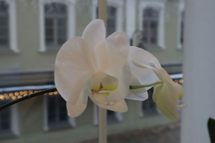 Cómo trasplantar una orquídea correctamente para no destruir la flor: instrucciones paso a paso Orquídea