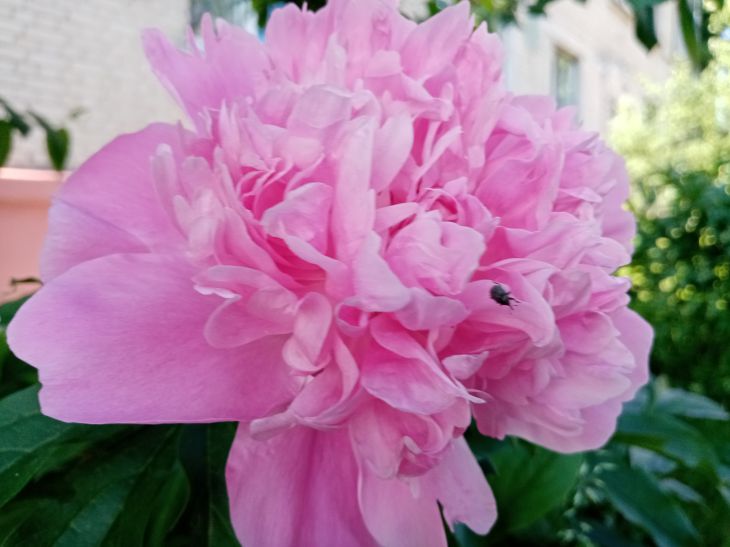 All the peony buds are covered with ants. Because of this, it does not bloom, and the buds dry up: what do gardeners do Peonies
