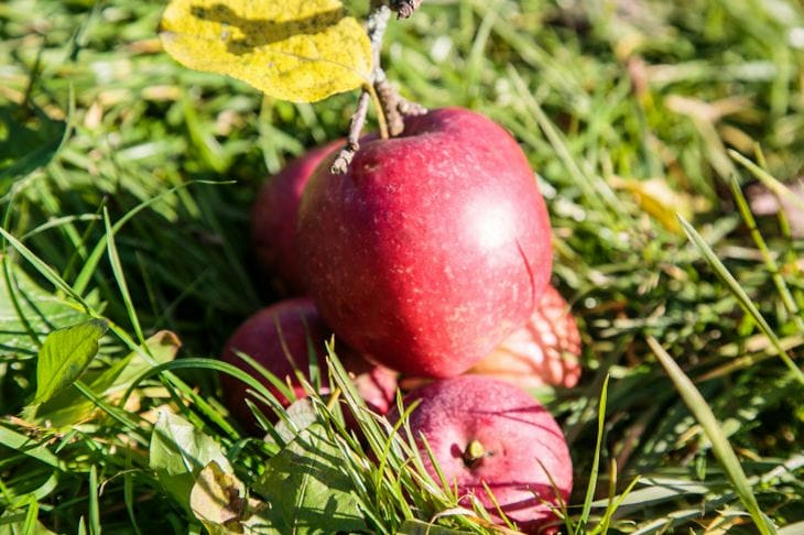 Por qué las manzanas y las patatas son amigas para siempre: toda la verdad sobre el almacenamiento adecuado de alimentos manzanas