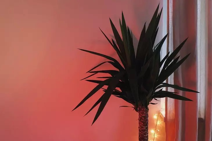 ¿Es posible tener una palmera en casa? Cosas que suceden según las señales. Palmera