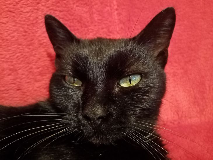 Comment gagner la confiance d'un chat : la réponse des scientifiques Chat