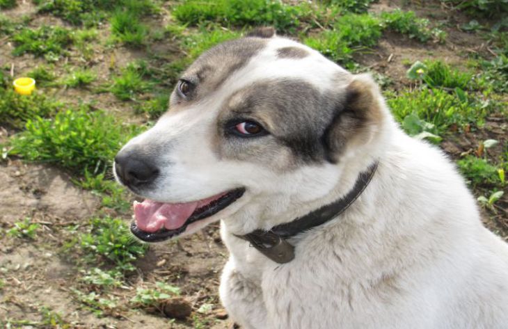 Warum ein Hund Papier fressen kann: Nicht jeder weiß es Hund