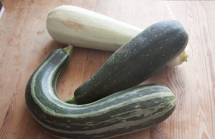 What to feed zucchini right now so that they bear fruit without stopping: not all summer residents know zucchini