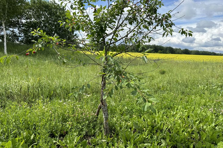 Comment effrayer un lièvre qui erre dans votre jardin : utilisez les odeurs Arbre