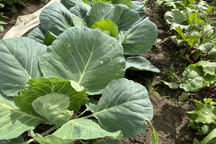 Empêcher le chou de se fissurer est plus facile qu'il n'y paraît : une astuce simple que seuls les jardiniers expérimentés connaissent Chou