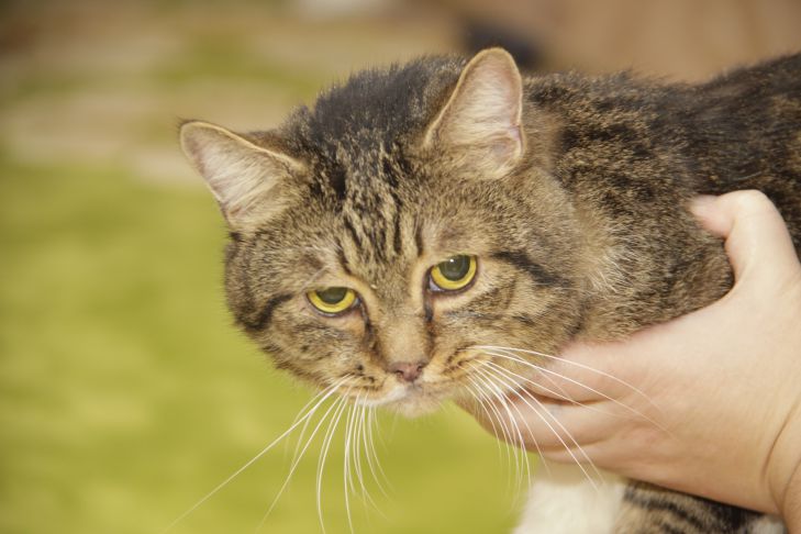 Pourquoi un chat ne veut pas s'asseoir dans vos bras : 3 raisons possibles chat
