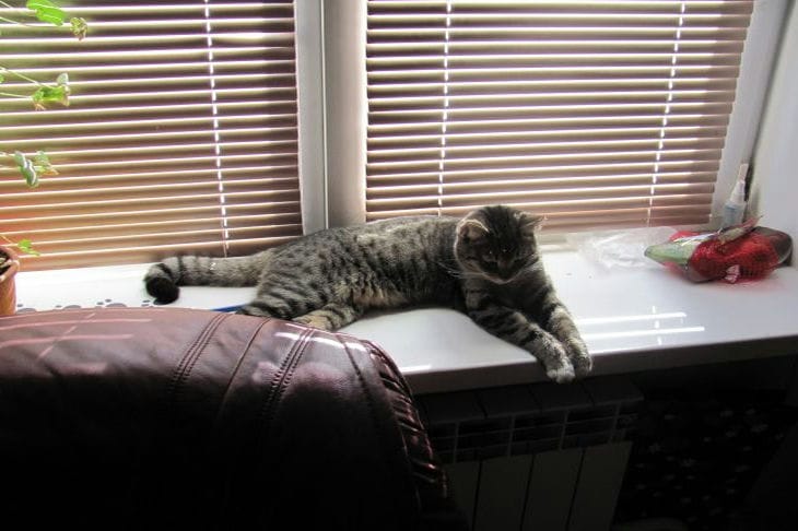 So wählen Sie ein Anti-Katzen-Netz aus: nützliche Tipps für Besitzer von „Schwänzen“ Katze auf der Fensterbank