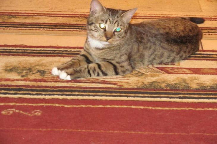Katzen auf Schultern: Warum sie es tun und was sie sagen wollen Katze