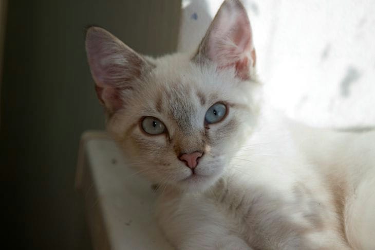 Por qué no se puede coger a un gato adulto por el cogote Gato