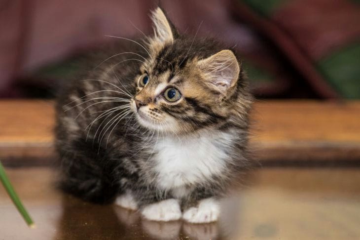 Warum eine Katze an allem schnüffelt: 5 mögliche Gründe Kitty