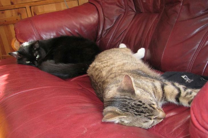 Cómo acariciar correctamente a un gato: corres el riesgo de que te arañen gatos