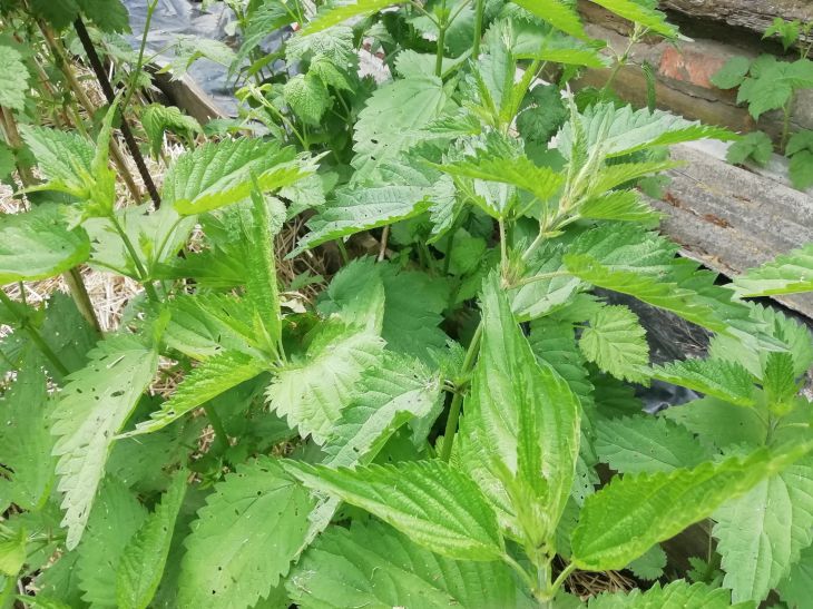 How nettles can help in growing cucumbers: you don’t even need to cook anything with them Nettle