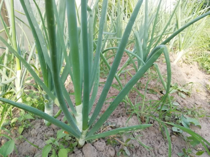 Why salt a bed of onions before the rain: a secret of experienced gardeners onion