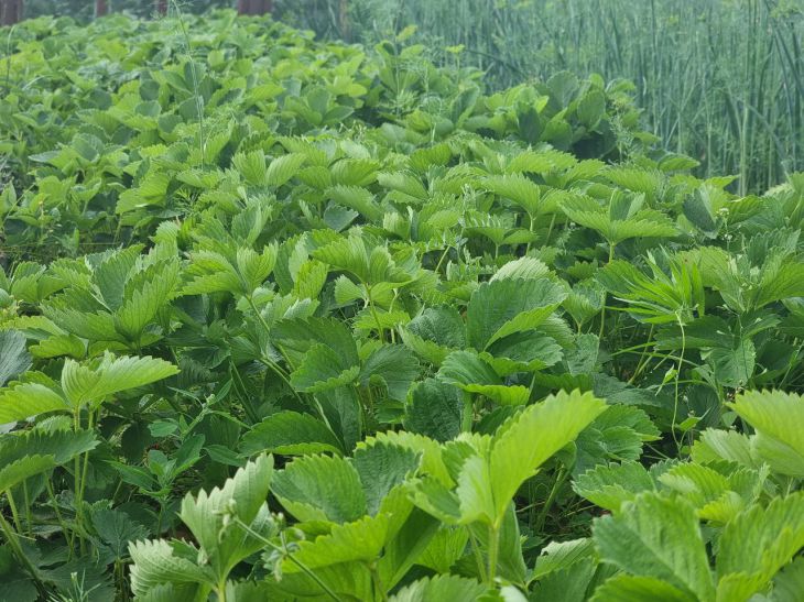 What to do if you are overcome by weeds: they can be defeated without herbicides Garden