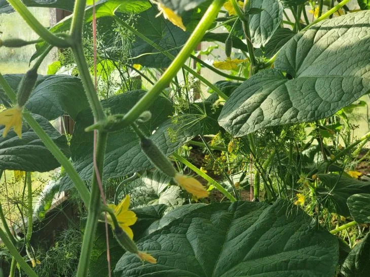3 main rules for growing cucumbers that experienced gardeners follow like commandments: the harvest depends on it Cucumbers