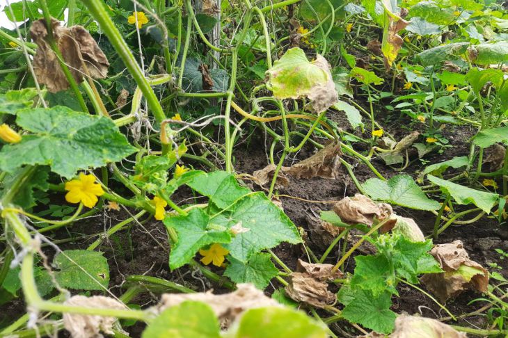 What remedy can defeat all plant diseases: a miracle recipe Cucumbers