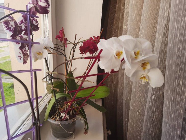 Aerial roots in orchids: can they be trimmed? orchid