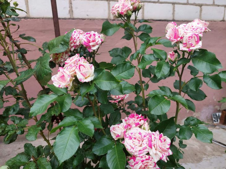 Why you shouldn't buy cheap rose seedlings: you won't be able to save money anyway Roses