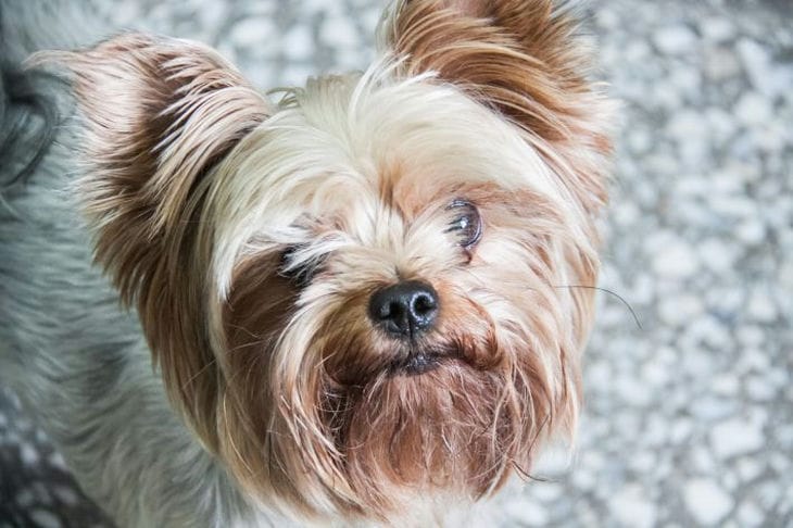 So erkennen Sie, ob Ihr Hund schlau und klug ist: ein einfacher Test Hund