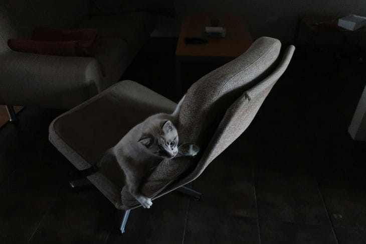 How to Get Rid of Scuffs on Black Furniture: Every Furniture Owner Needs to Know Cat on a chair