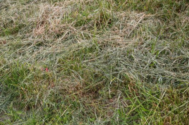Where to put cut grass: a natural remedy for plant diseases Grass